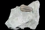 Prone Flexicalymene Trilobite - Mt Orab, Ohio #85598-1